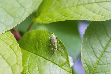 beetle pest on green leaves, close-up. copy space.
