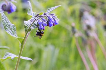 bumblebee collects pollen on bluebells. copy space.