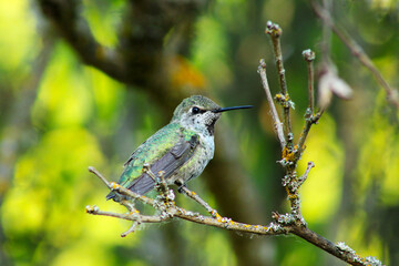 Hummingbird on Lilac Stick 03