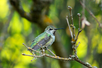 Hummingbird on Lilac Stick 04