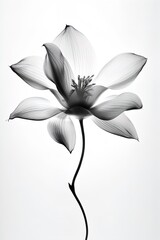 abstract magnolia petals, black and white illustration. Generative AI