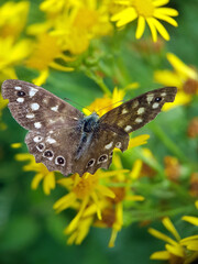 butterfly on a yellow flower