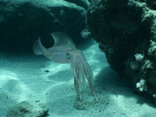 
underwater  calamari swimming underwater close and slow ocean scenery animal cephalopod...