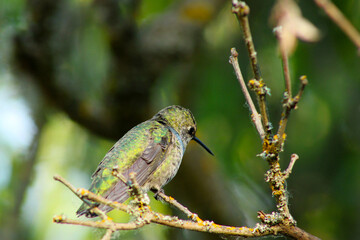 Hummingbird on Lilac Stick 11