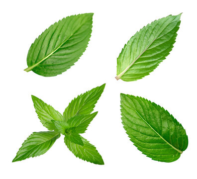 Four fresh green mint leaves isolated on white background