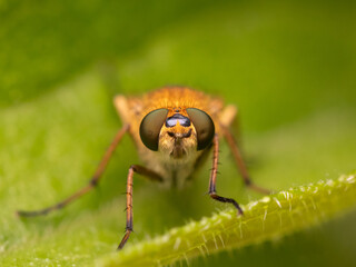 macro of an orange robber fly 