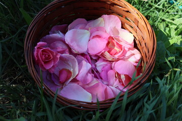pink rose in a basket, top view
