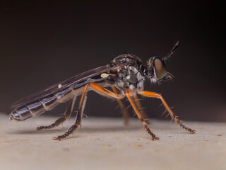 macro of a robber fly