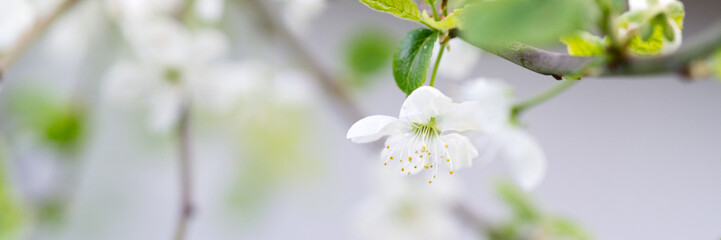 White cherry blossoms on a tree. Closeup. Spring