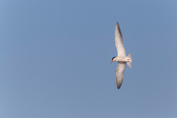 tern flying in a clear blue sky