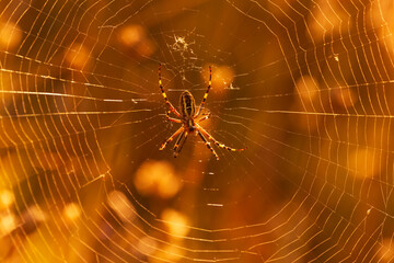 close up of spider sitting on cobweb