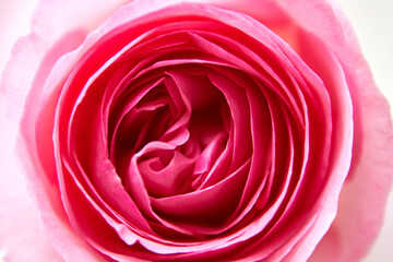 Fototapeta na wymiar close up of a pink rose