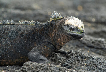 Galapagos Marine Iguana