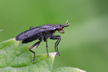 Melierte Schneckenfliege - Coremacera marginata