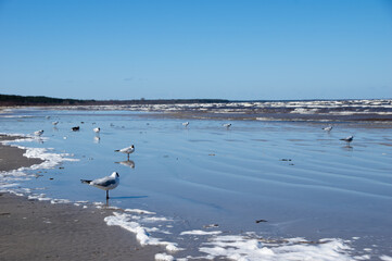 seagulls on the beach