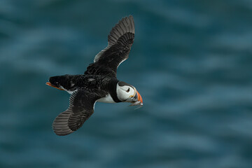 Puffin in flight