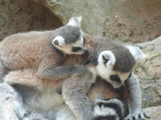 two lovers lemur in nature life 