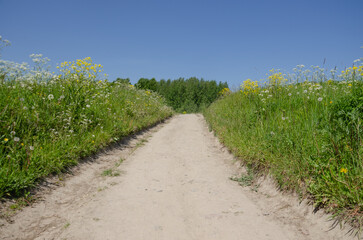 Fototapeta na wymiar The path between the wildflowers