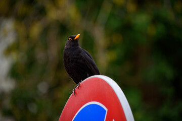 Samiec Kosa zwyczajnego na znaku drogowym w mieście.