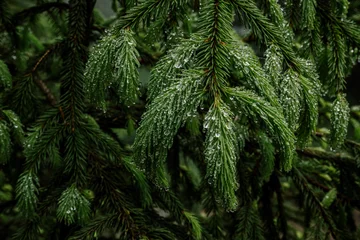 Deurstickers Macrofotografie fir tree branch