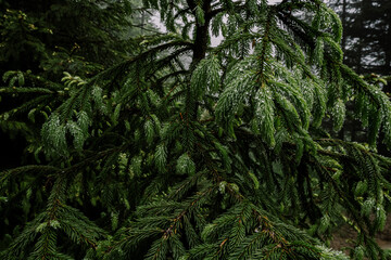green fern in the forest