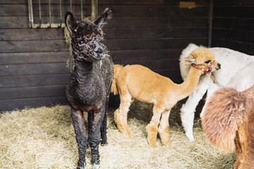Zdjęcie przedstawia Alpaki, zwierzęta hodowlane w Polsce. Delikatrna sierć i wyraziste spojrzenie, dodają uroku. Uwielbiane przez dzieci. Ich futro wydaje się geste i bardzo przytulne. 