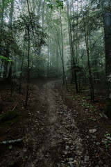 Obraz premium morning in the fogy forest