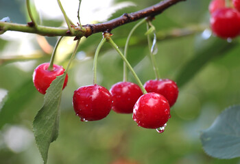 Cherry fruits ripen on a tree branch