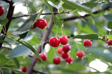 Cherry fruits ripen on a tree branch