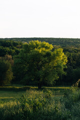 Fototapeta premium landscape with trees