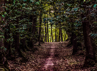 Chemin de forêt et sous-bois