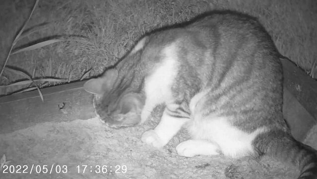 Night vision. Domestic cat at night