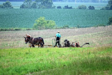 Amish farmer working the field with horses on a plow..