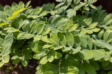 Polygonatum multiflorum, the Solomon's seal, David's harp, ladder-to-heaven or Eurasian Solomon's seal, is a species of flowering plant in family Asparagaceae, native to Europe and temperate Asia.