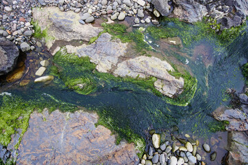 moss flowing in coastal water