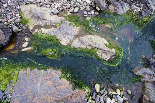 moss flowing in coastal water