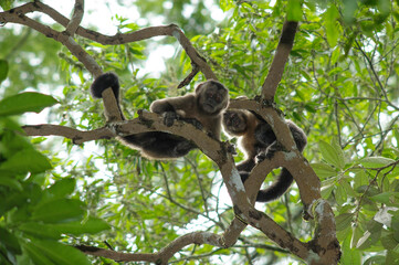 macaco prego, Animais, mamíferos, natureza, fotos de animais