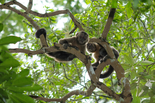 macaco prego, Animais, mam&iacute;feros, natureza, fotos de animais