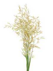 Blooming Brome grass spikes isolated on white, Bromus