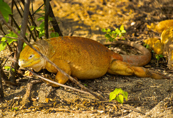 Galapagos Land Iguana