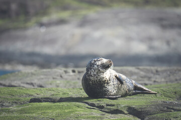 Seal enjoying the sunshine