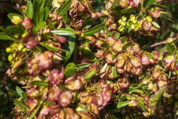 Dodonaea viscosa, also known as the broadleaf hopbush, is a species of flowering plant in the...