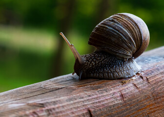 A large snail in a shell crawls on the grass, close-up view