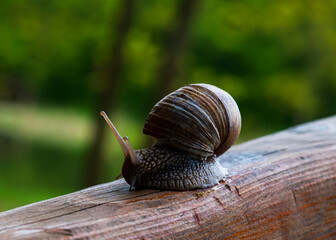 A large snail in a shell crawls on the grass, close-up view