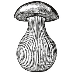 Mushroom vector drawing , sketch vintage style transparent background linear fungus