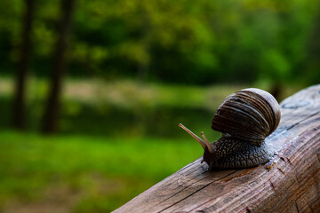 A large snail in a shell crawls on the grass, close-up view