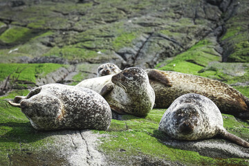 Harbor seals laying together