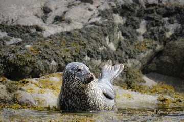 Harbor seal sitting on sea rocks