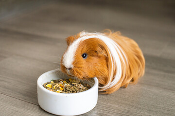 A long-haired guinea pig is sitting indoors on the floor near a plate of food