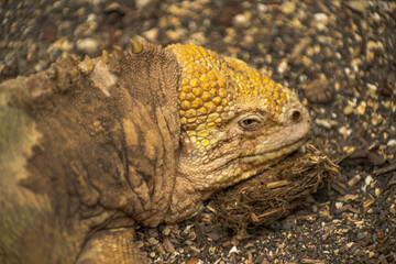Galapagos Land Iguana